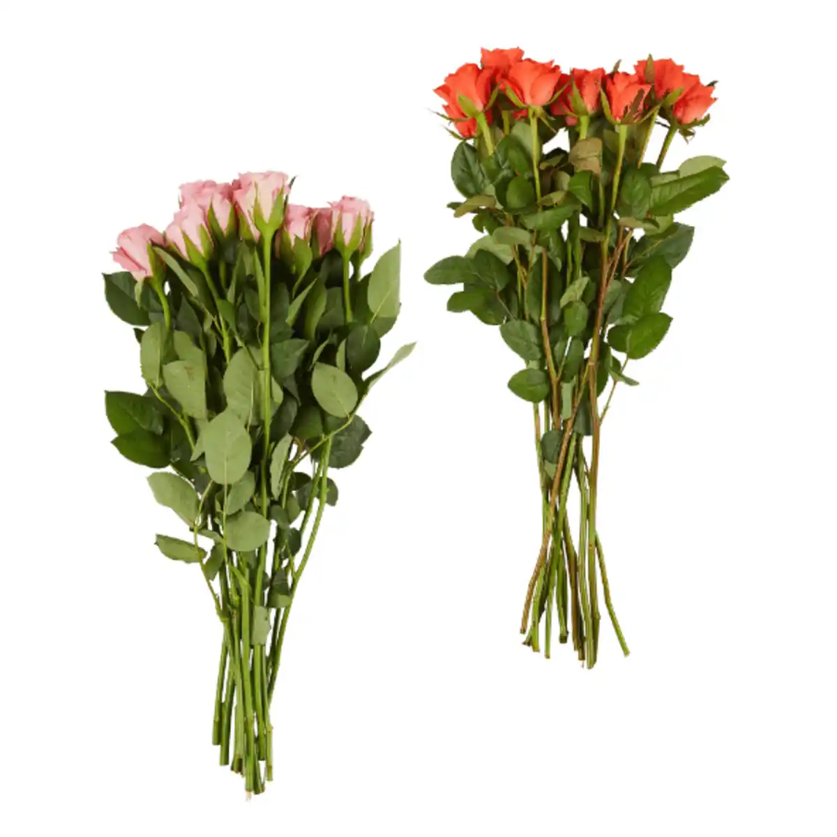 Bild 1 von GARDENLINE Rosen