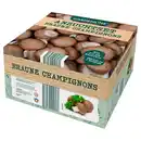 Bild 1 von GARDENLINE Anzuchtset, Champignons, braun