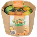 Bild 2 von Anzuchtbeutel