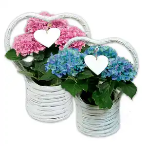 Hortensien-Arrangement