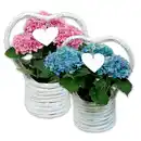 Bild 1 von Hortensien-Arrangement