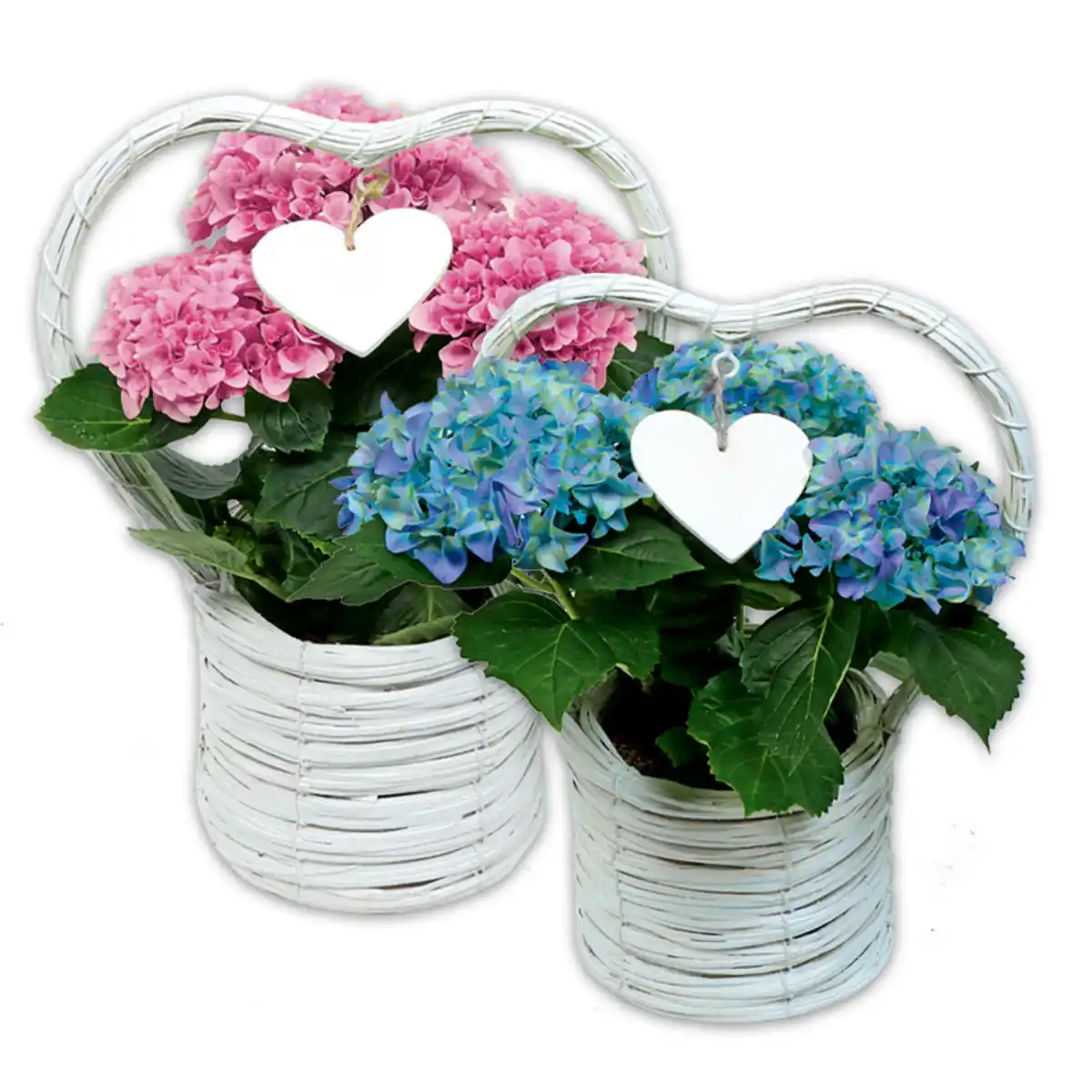 Bild 1 von Hortensien-Arrangement