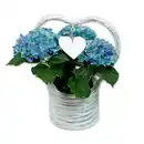 Bild 3 von Hortensien-Arrangement