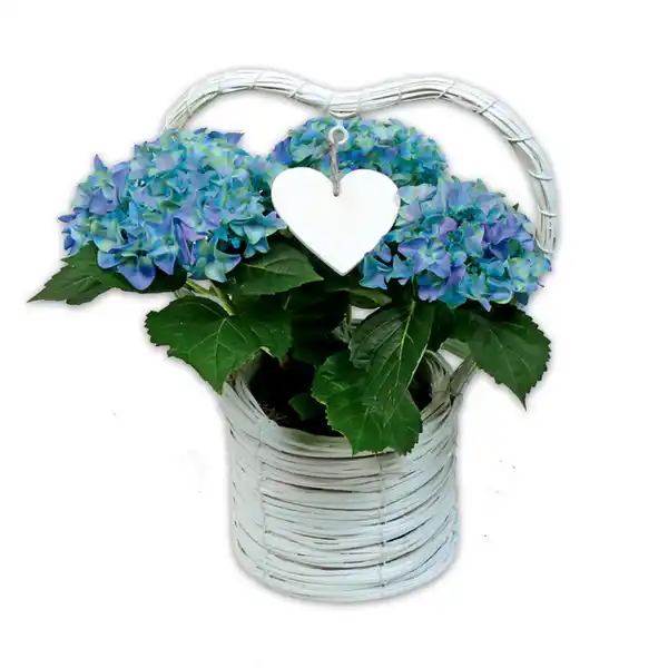 Bild 3 von Hortensien-Arrangement