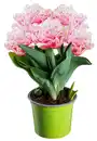 Bild 2 von Tulpe