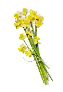 Narzissenstrauß