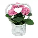 Bild 2 von Hortensien-Arrangement