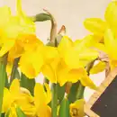 Bild 2 von Narzissen "Tête-à-Tête"