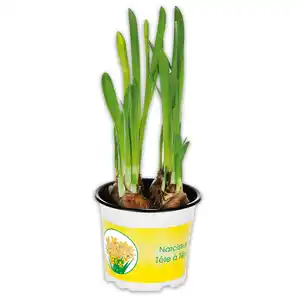 Narzissen "Tête-à-Tête"