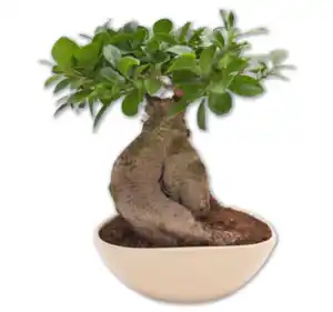 Ginseng-Bonsai*