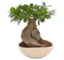 Bild 1 von Ginseng-Bonsai*