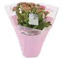 Bild 1 von Kalanchoe im LoveWrap*
