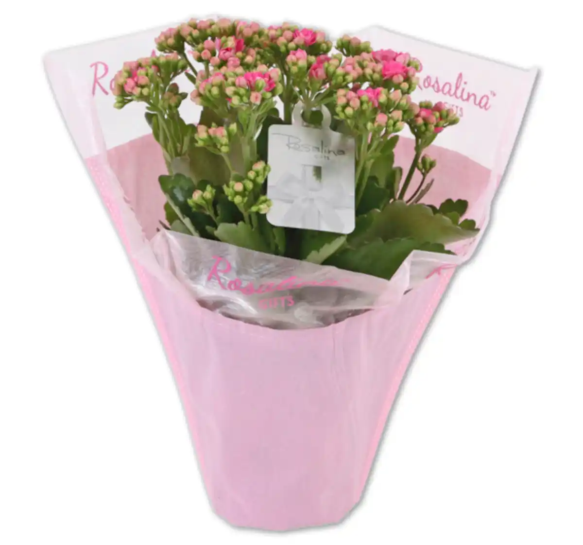 Bild 1 von Kalanchoe im LoveWrap*