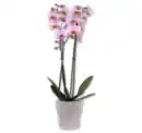 Bild 1 von Schmetterlingsorchidee*