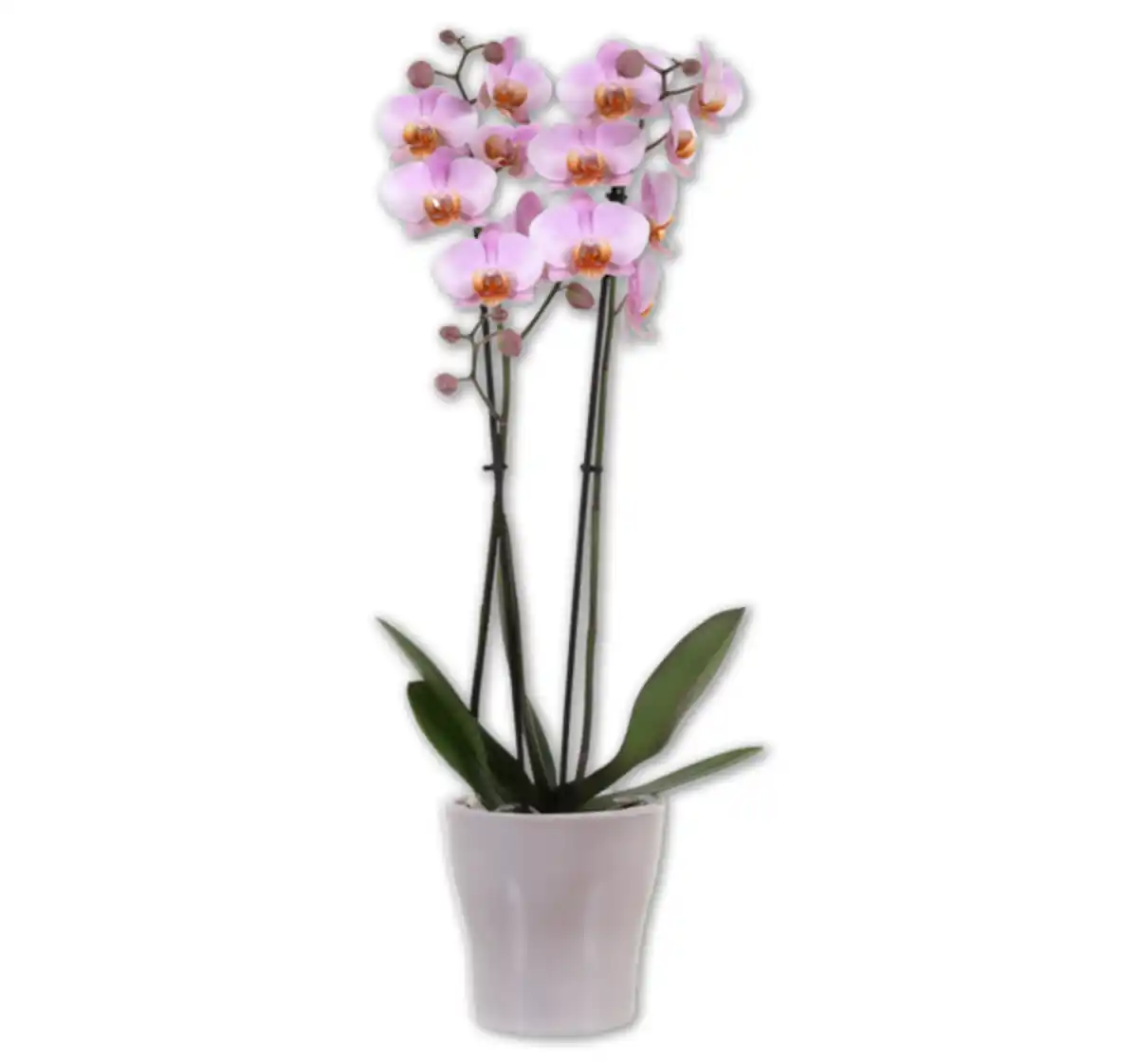 Bild 1 von Schmetterlingsorchidee*