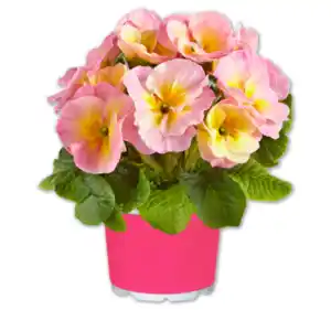 Rosenprimel „Pink Pearl“*