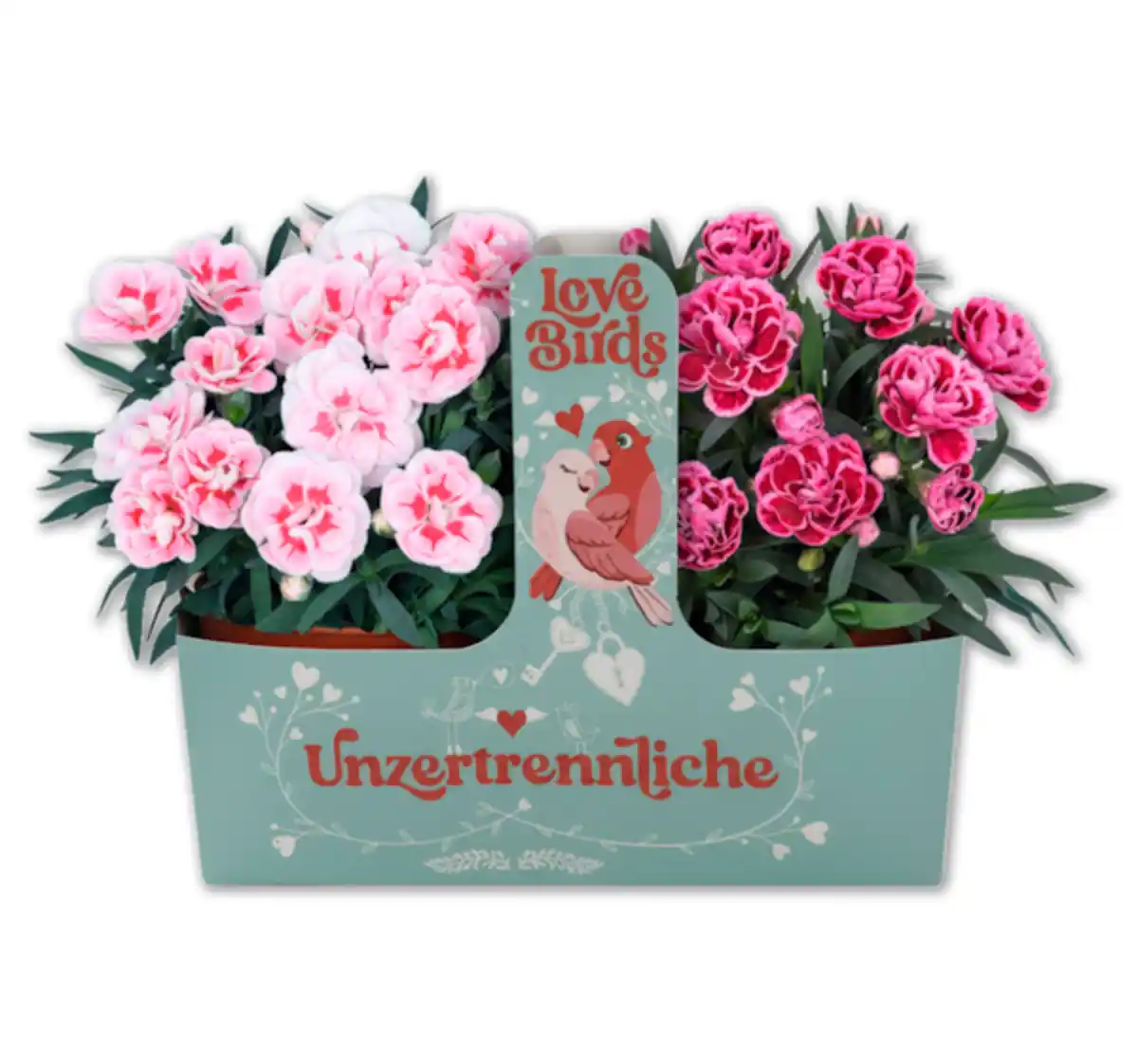 Bild 1 von Nelken Die Unzertrennlichen*