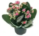 Bild 1 von Kalanchoe*