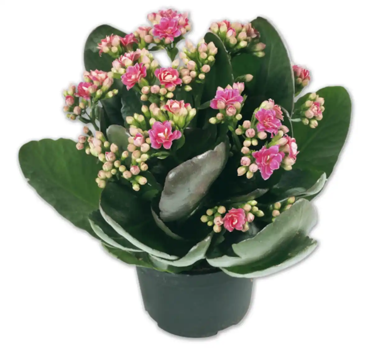 Bild 1 von Kalanchoe*