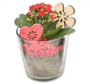 Dekorierte Kalanchoe im Glas*