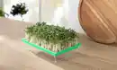 Bild 3 von IDEENWELT Microgreen-Anzuchtset für Kresse