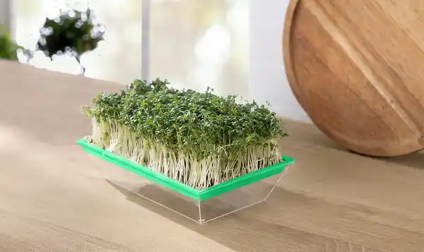 Bild 3 von IDEENWELT Microgreen-Anzuchtset für Kresse