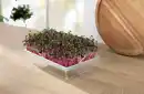 Bild 3 von IDEENWELT Microgreen-Anzuchtset für Radieschen-Sprossen