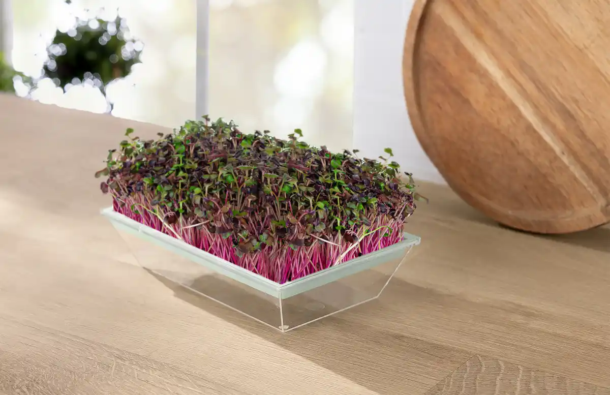 Bild 3 von IDEENWELT Microgreen-Anzuchtset für Radieschen-Sprossen