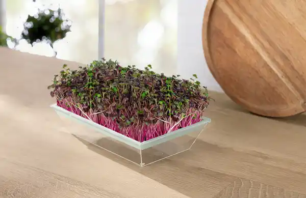 Bild 3 von IDEENWELT Microgreen-Anzuchtset für Radieschen-Sprossen