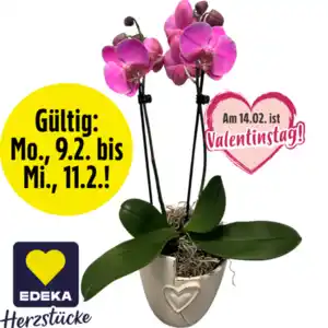 Orchidee „Phalaenopsis“