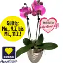 Bild 1 von Orchidee „Phalaenopsis“