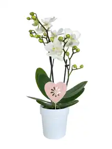 Schmetterlingsorchidee Phalaenopsis im 7 cm Keramiktopf mit Deko zum Valentinstag