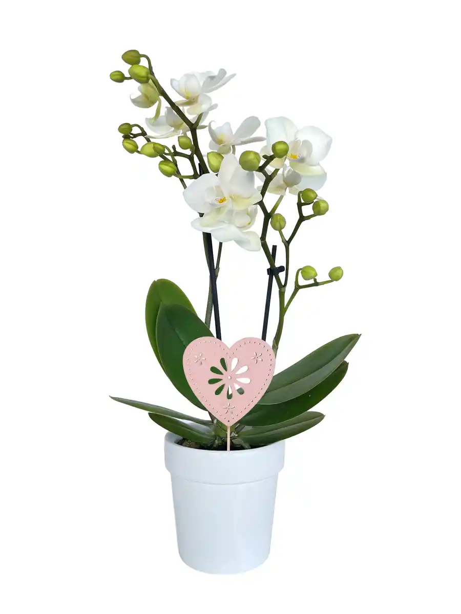 Bild 1 von Schmetterlingsorchidee Phalaenopsis im 7 cm Keramiktopf mit Deko zum Valentinstag