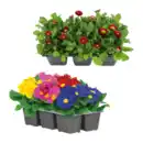 Bild 1 von GARDENLINE Frühlingsmix