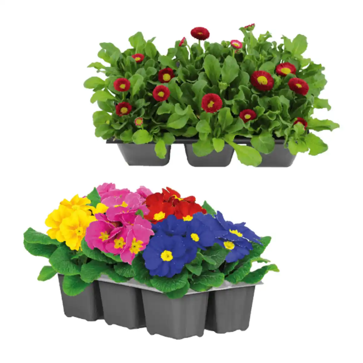 Bild 1 von GARDENLINE Frühlingsmix