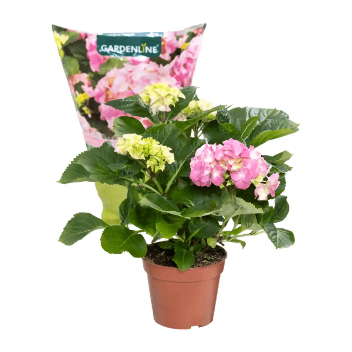 Bild 3 von GARDENLINE Hortensie