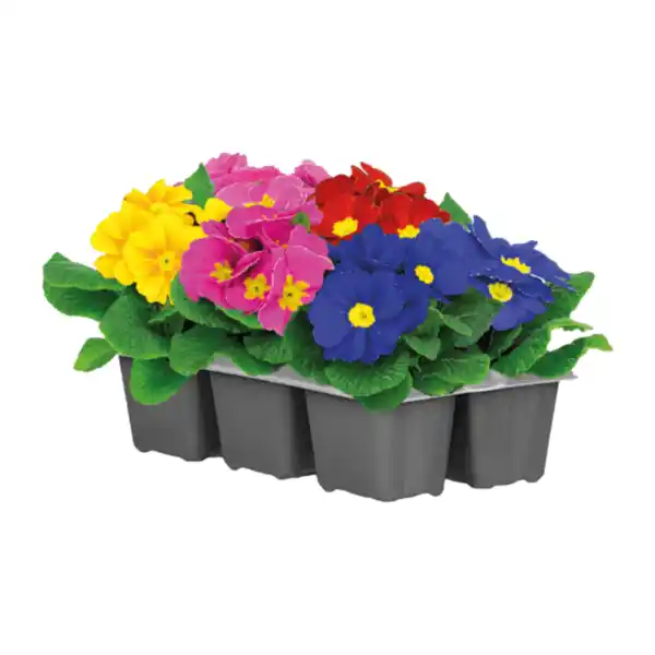 Bild 4 von GARDENLINE Frühlingsmix