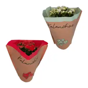 GARDENLINE Kalanchoe