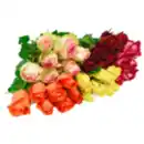 Bild 1 von Hoch­land­rosen