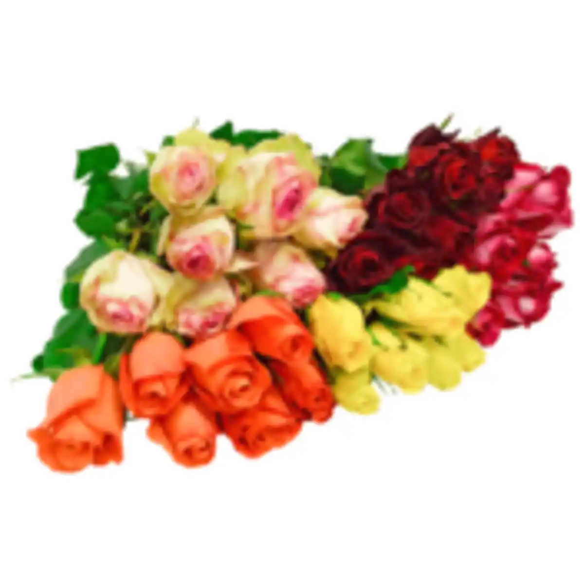 Bild 1 von Hoch­land­rosen