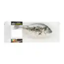 Bild 2 von BBQ Grill- / Ofendorade 470g