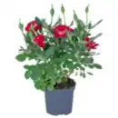 Bild 1 von Mini Rose »Gigi«