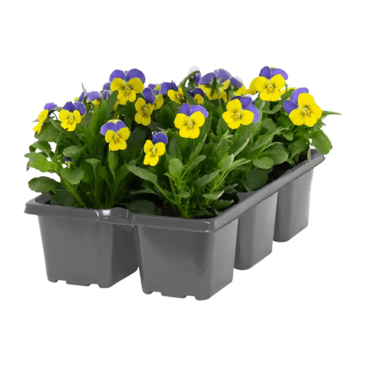 Bild 3 von GARDENLINE Frühlingsmix