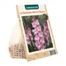 Bild 3 von GARDENLINE Frühjahrsblumenzwiebeln