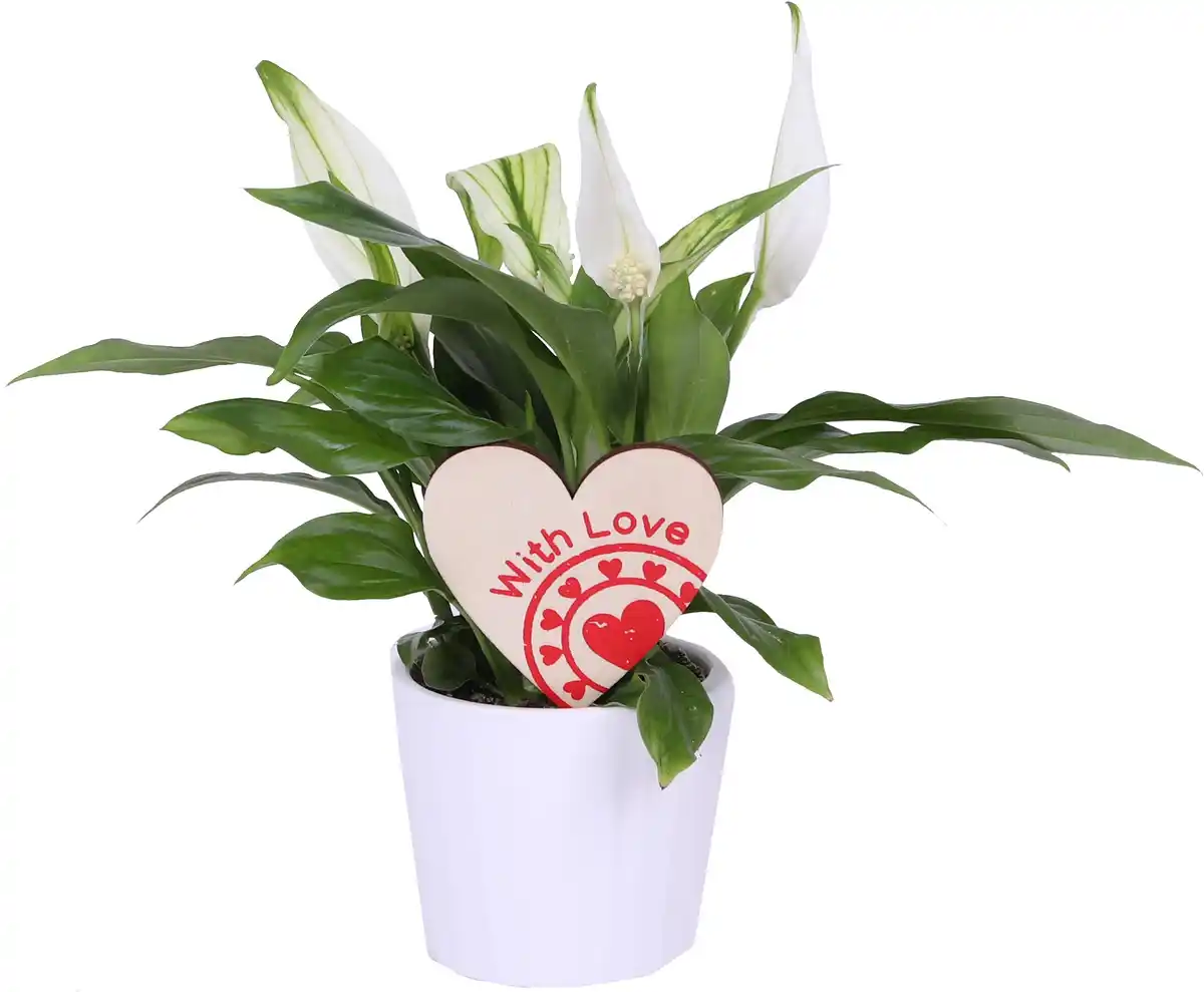 Bild 1 von Friedenslilie Spatiphyllum im 7,5 cm Topf mit Deko zum Valentinstag