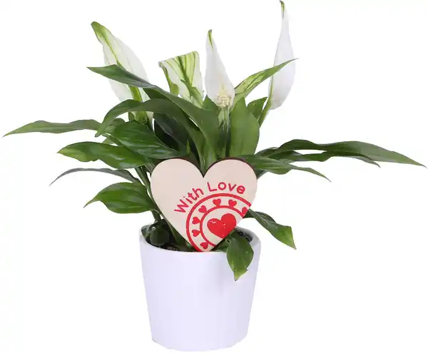 Bild 1 von Friedenslilie Spatiphyllum im 7,5 cm Topf mit Deko zum Valentinstag
