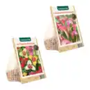 Bild 1 von GARDENLINE Frühjahrsblumenzwiebeln