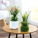 Bild 1 von Bella Casa Deko-Blume in Erdballen