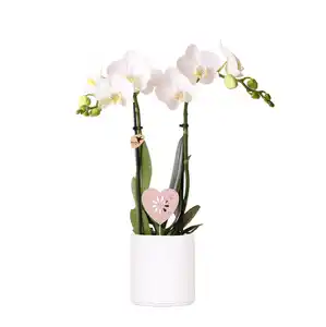 Schmetterlingsorchidee Phalaenopsis im 9 cm Keramiktopf mit Deko zum Valentinstag