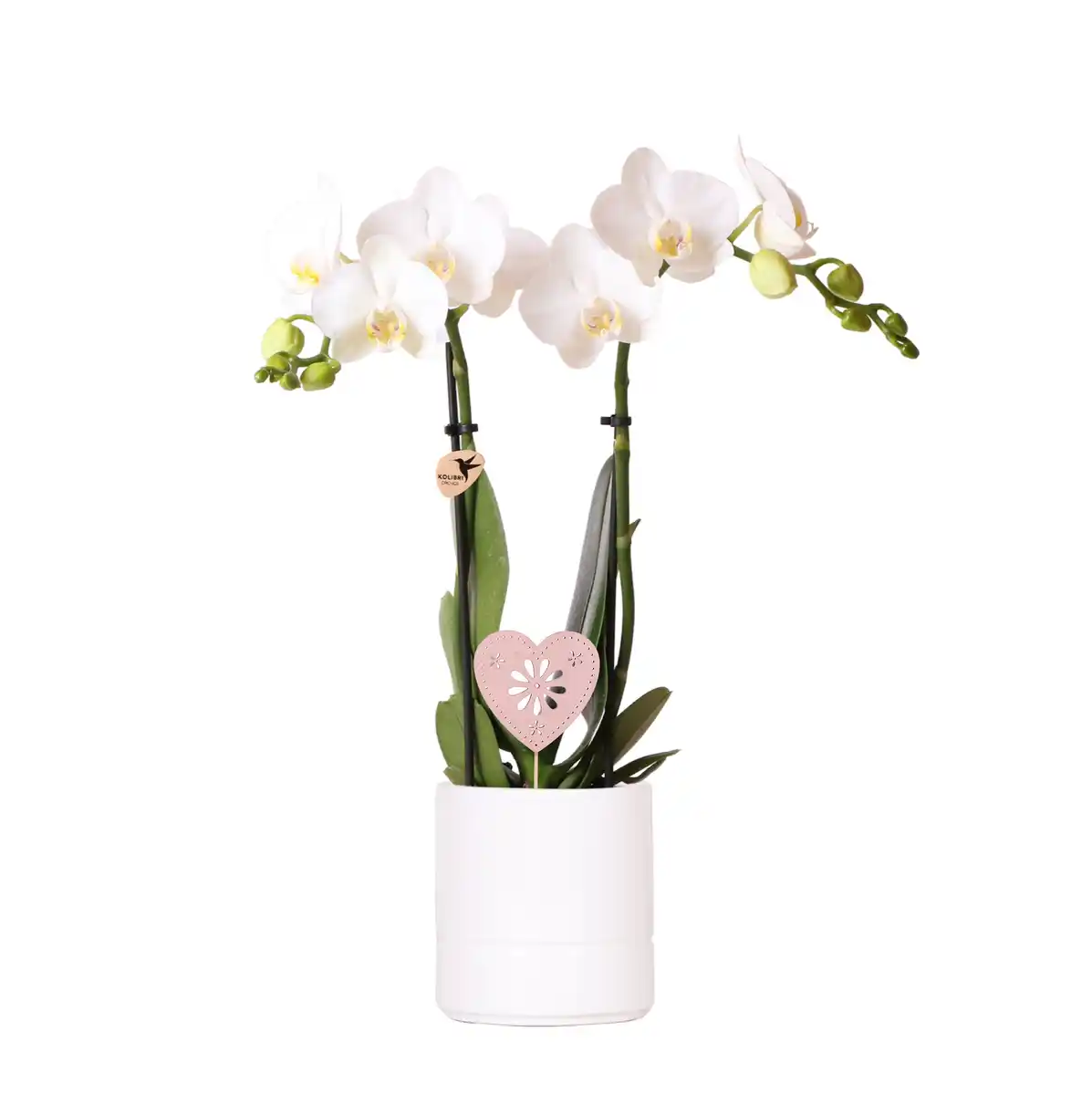 Bild 1 von Schmetterlingsorchidee Phalaenopsis im 9 cm Keramiktopf mit Deko zum Valentinstag